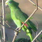 Amazone à front jaune