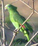 Yellow-crowned Amazon