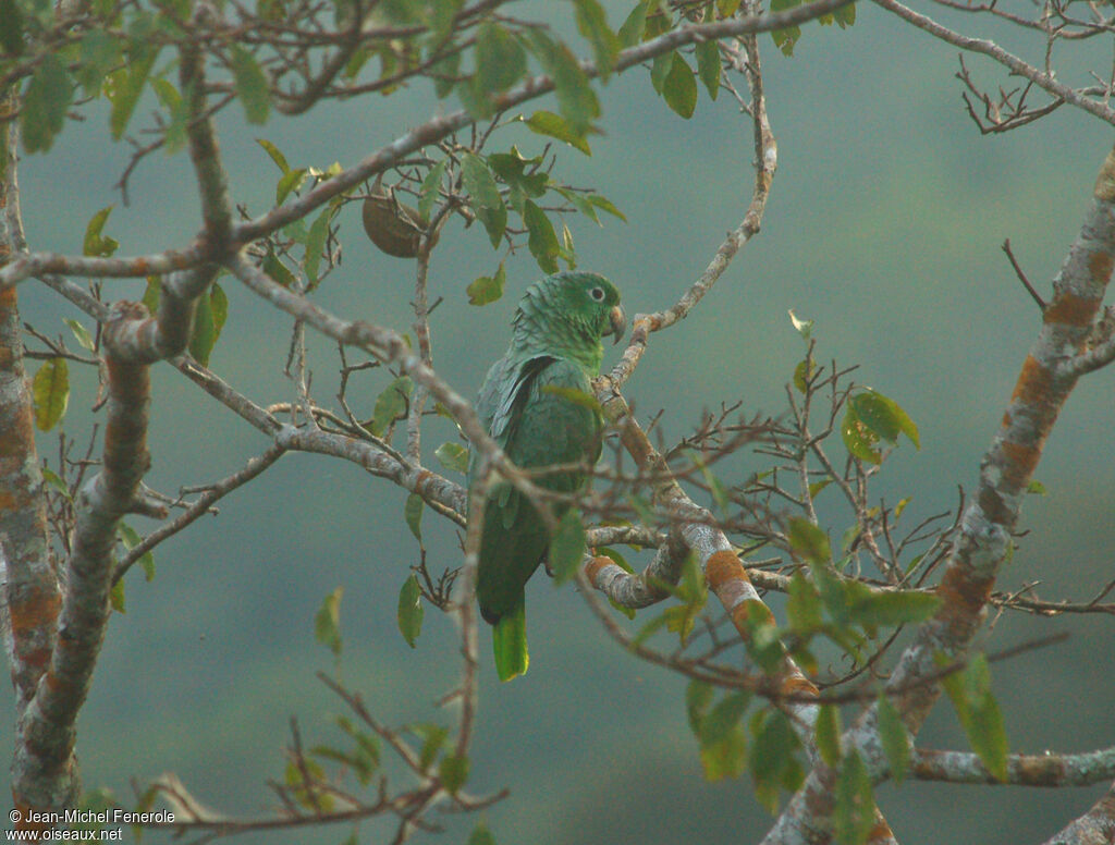 Amazone à front jaune