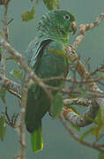 Yellow-crowned Amazon