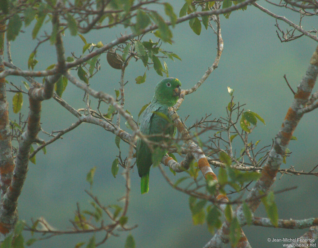 Amazone à front jaune