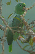 Yellow-crowned Amazon