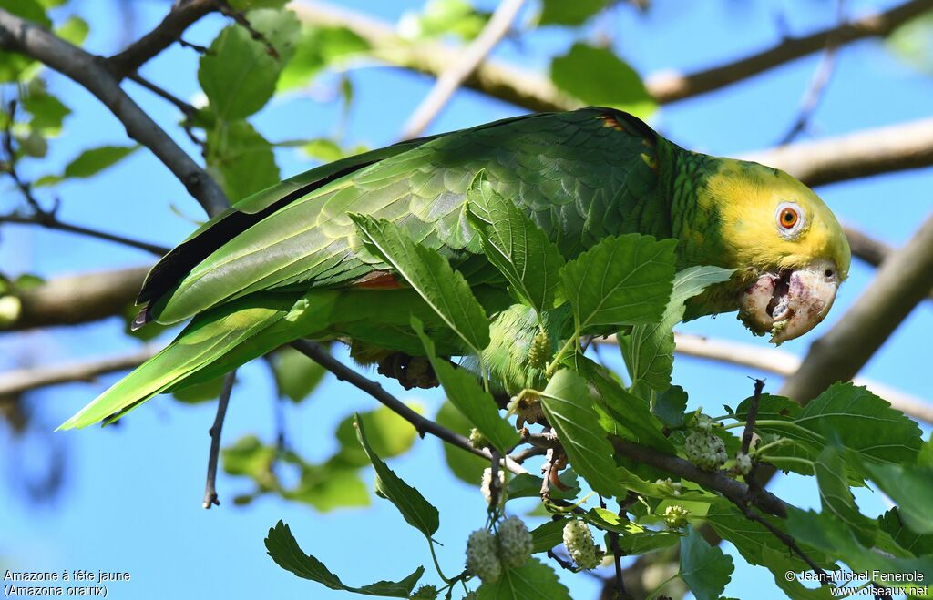 Yellow-headed Amazon