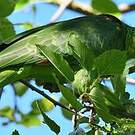 Amazone à tête jaune