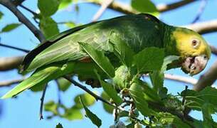 Yellow-headed Amazon