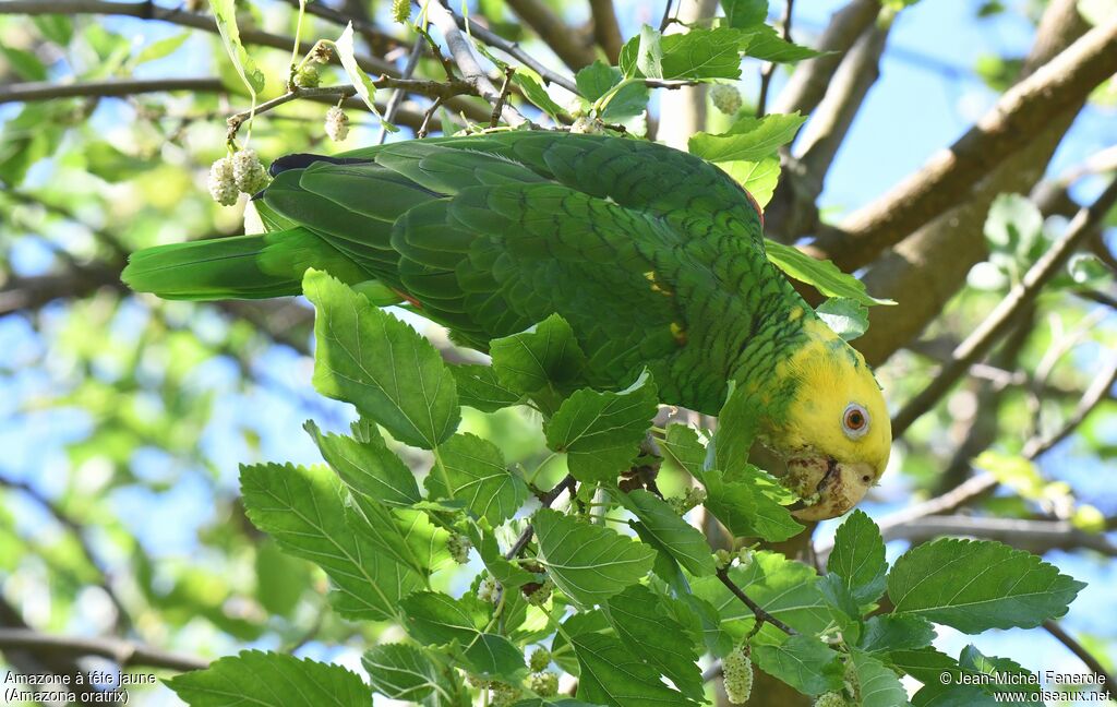 Amazone à tête jaune