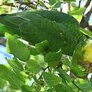 Amazone à tête jaune