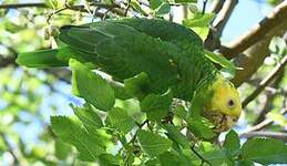 Amazone à tête jaune