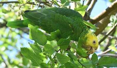 Amazone à tête jaune