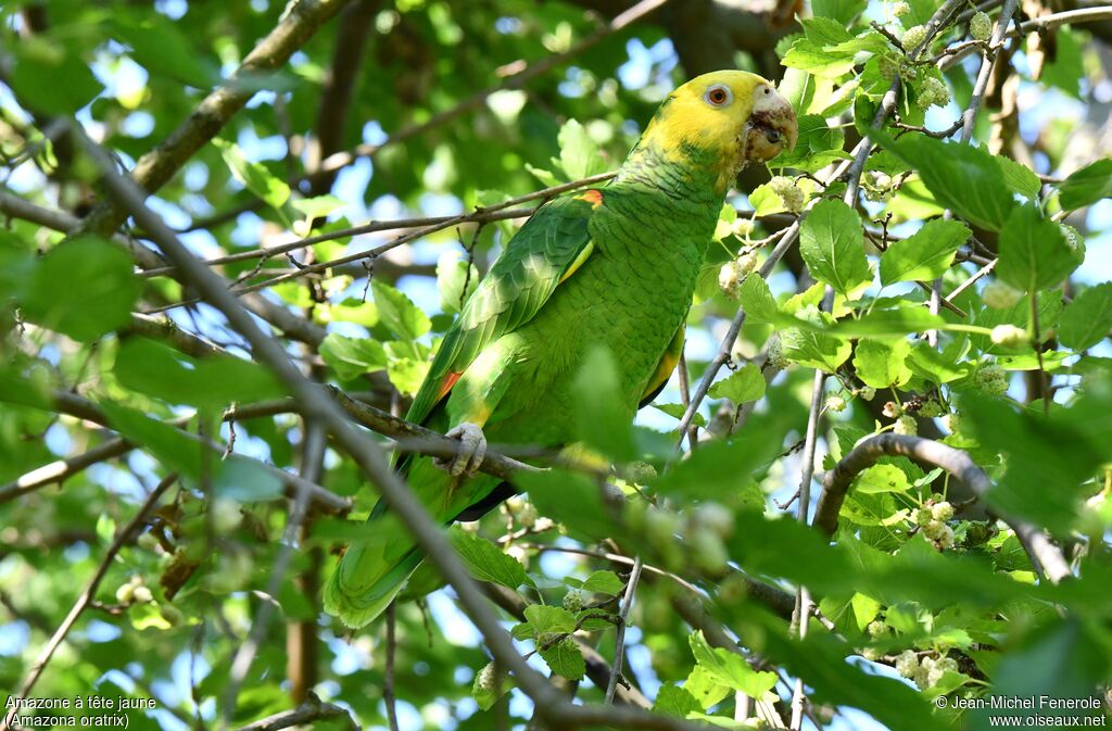 Amazone à tête jaune