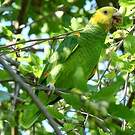 Amazone à tête jaune
