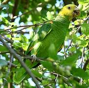 Yellow-headed Amazon