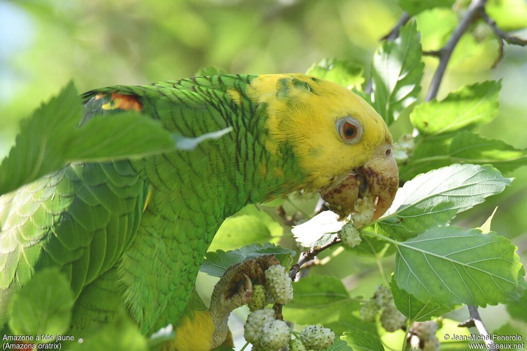 Amazone à tête jaune