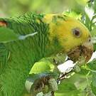 Amazone à tête jaune
