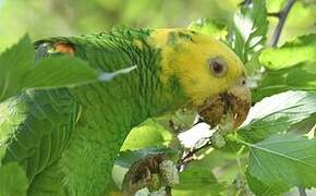 Yellow-headed Amazon