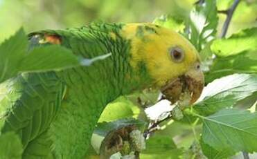 Amazone à tête jaune