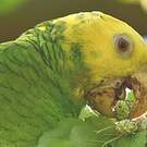 Amazone à tête jaune