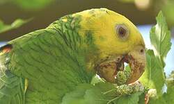 Amazone à tête jaune