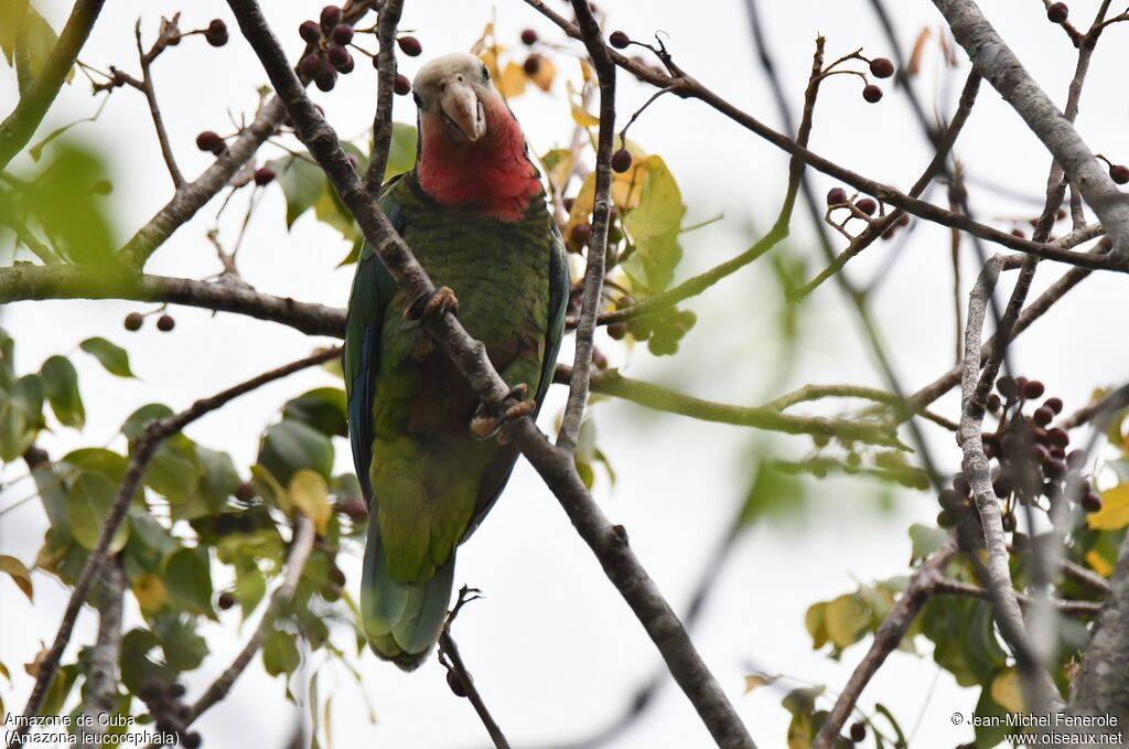 Amazone de Cuba