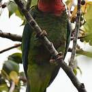 Amazone de Cuba