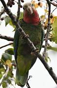 Cuban Amazon