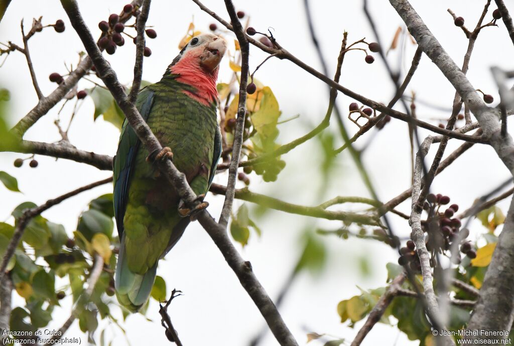 Amazone de Cuba