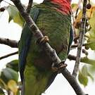Amazone de Cuba