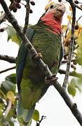 Cuban Amazon