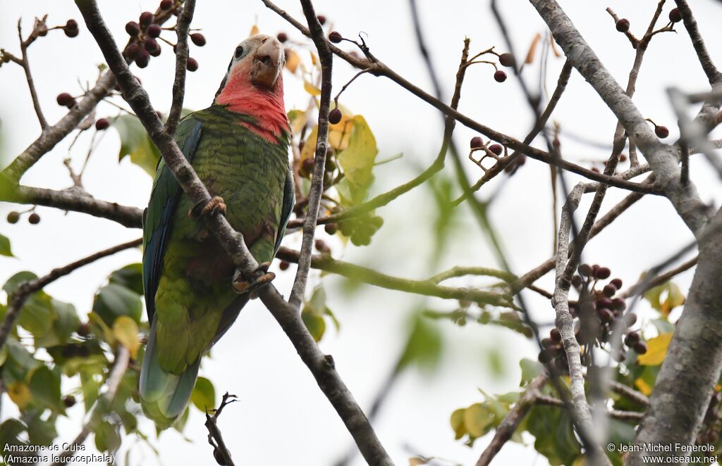 Amazone de Cuba