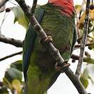 Amazone de Cuba