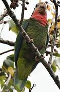 Cuban Amazon