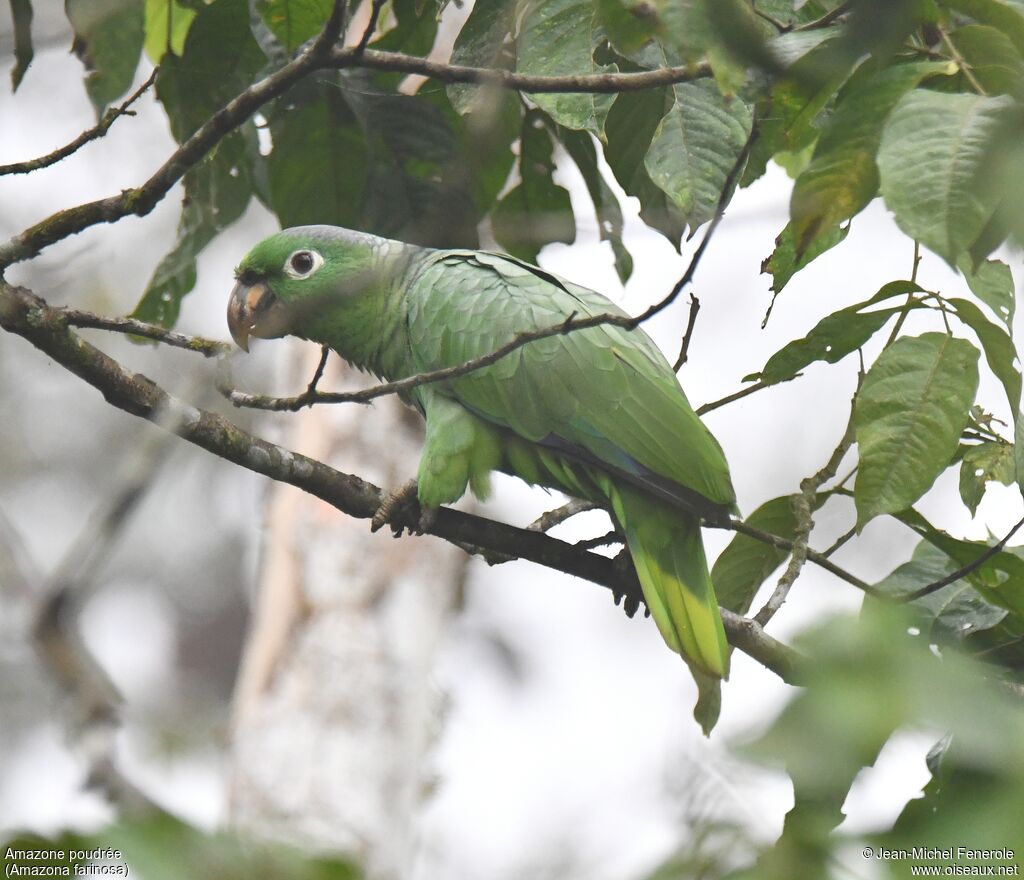 Southern Mealy Amazon