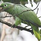 Amazone poudrée