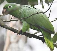 Southern Mealy Amazon