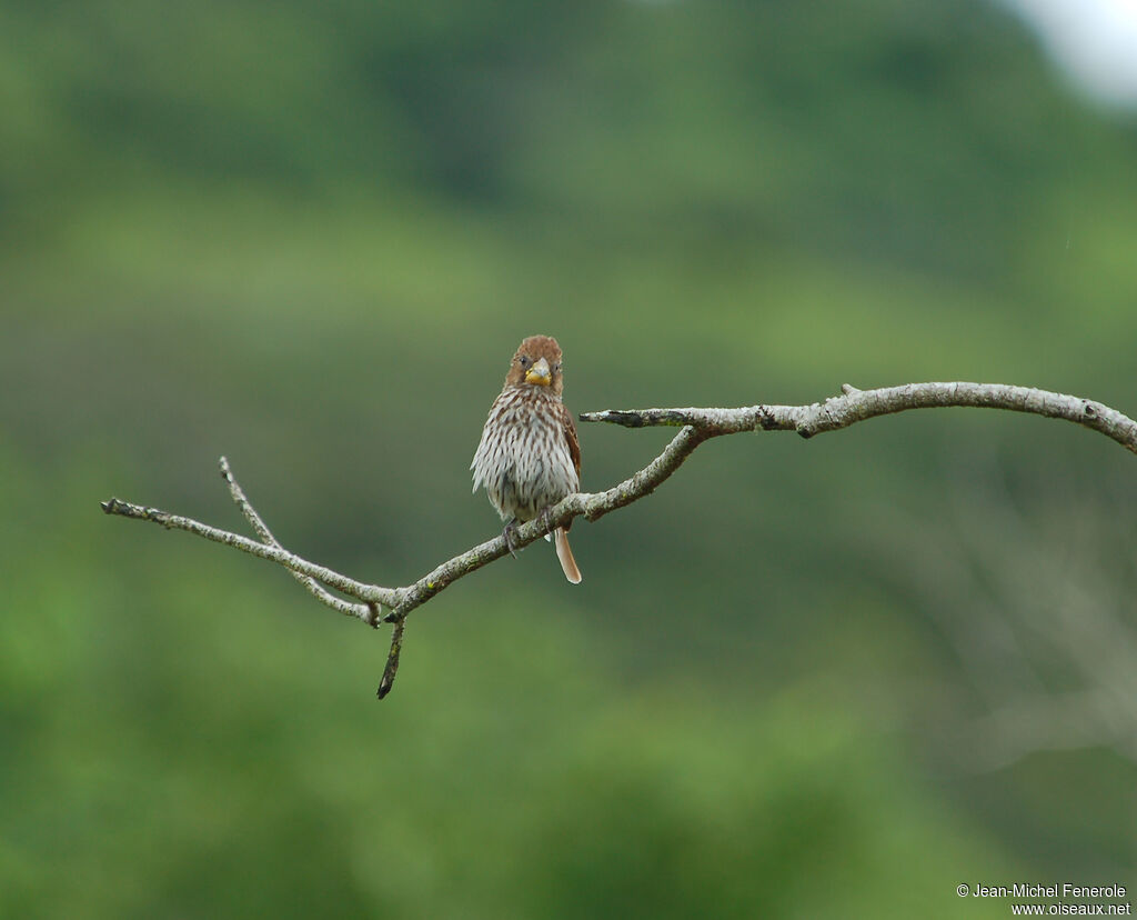 Thick-billed Weaver female adult