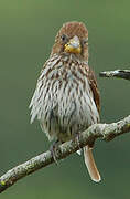 Thick-billed Weaver