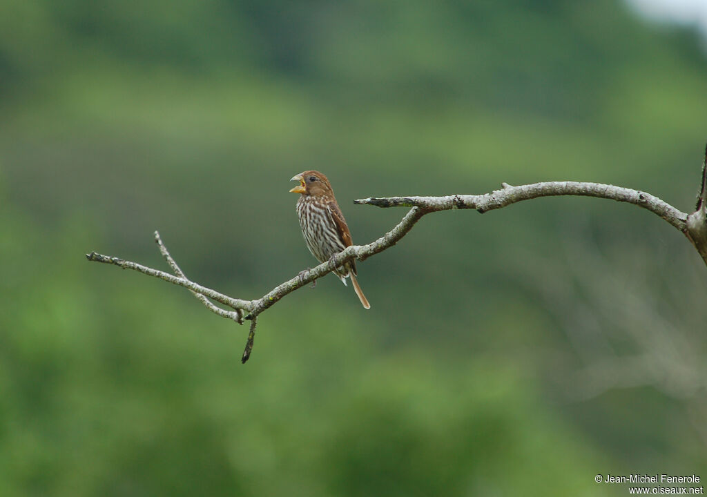 Thick-billed Weaver