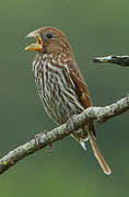 Thick-billed Weaver