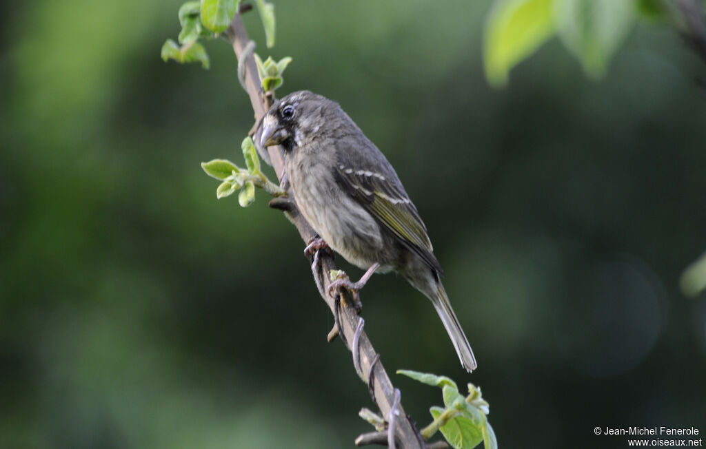 Thick-billed Weaver