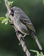 Thick-billed Weaver