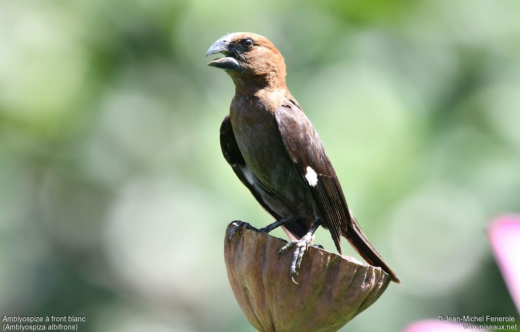 Amblyospize à front blanc