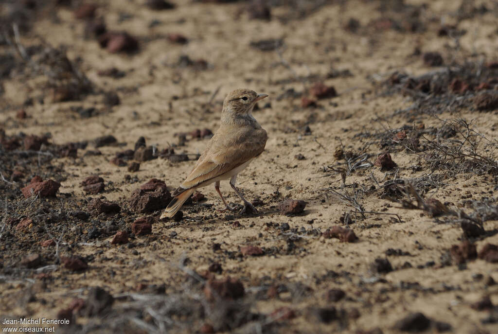 Bar-tailed Lark, identification