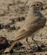 Bar-tailed Lark