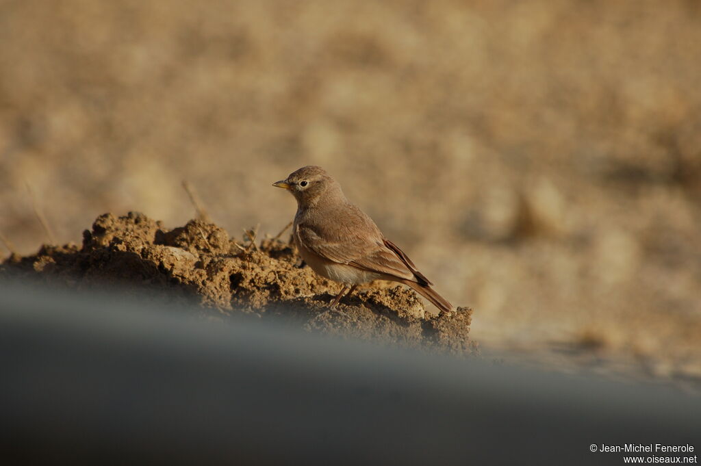 Desert Larkadult