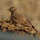 Ammomane isabelline