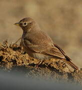 Desert Lark