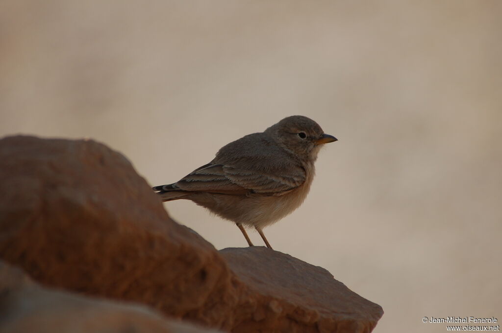 Desert Lark