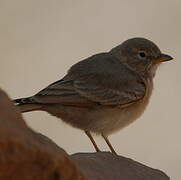 Desert Lark