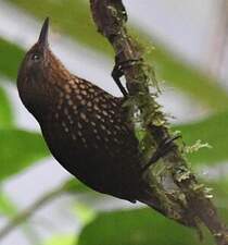 Anabasitte tachetée