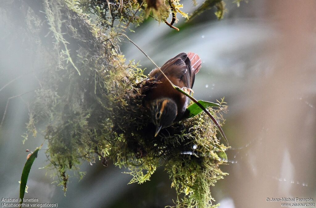 Scaly-throated Foliage-gleaner